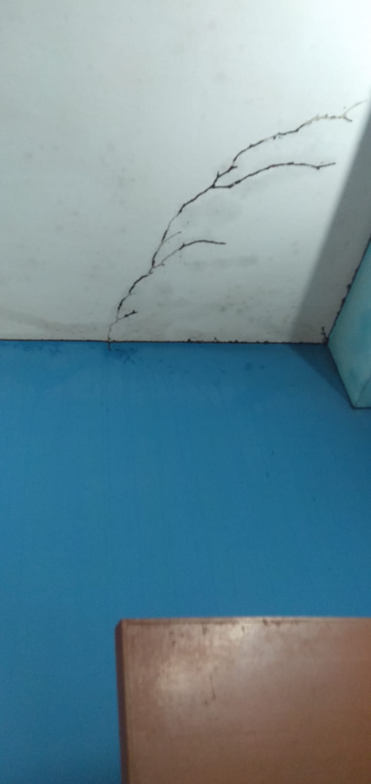 Termite Treatment